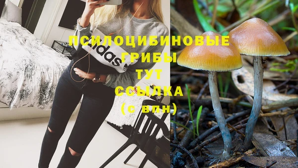 крисы Абаза